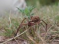 Waco Wolf Spider